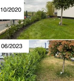 Kirschlorbeer / Lorbeerkirsche 'Caucasica' -Edelrosen Geschaft kirschlorbeer lorbeerkirsche caucasica m002172 1027025 3