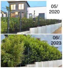 Kirschlorbeer / Lorbeerkirsche 'Caucasica' -Edelrosen Geschaft kirschlorbeer lorbeerkirsche caucasica m002172 1027025 4