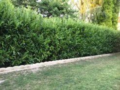 Kirschlorbeer / Lorbeerkirsche 'Caucasica' -Edelrosen Geschaft kirschlorbeer lorbeerkirsche caucasica m002172 401538 0