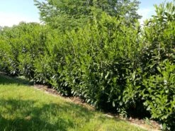 Kirschlorbeer / Lorbeerkirsche 'Caucasica' -Edelrosen Geschaft kirschlorbeer lorbeerkirsche caucasica m002172 581855 0