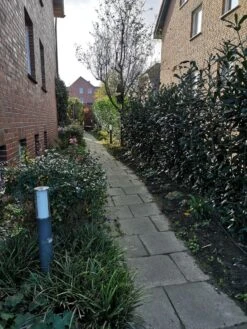 Kirschlorbeer / Lorbeerkirsche 'Caucasica' -Edelrosen Geschaft kirschlorbeer lorbeerkirsche caucasica m002172 946494 0