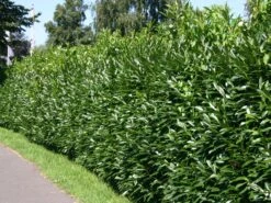 Kirschlorbeer / Lorbeerkirsche 'Caucasica'