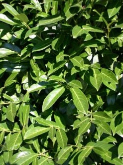 Kirschlorbeer / Lorbeerkirsche 'Caucasica' -Edelrosen Geschaft kirschlorbeer lorbeerkirsche caucasica m002172 w 1