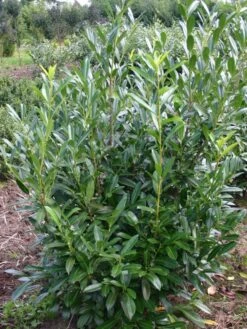 Kirschlorbeer / Lorbeerkirsche 'Caucasica' -Edelrosen Geschaft kirschlorbeer lorbeerkirsche caucasica m002172 w 2
