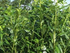 Kirschlorbeer / Lorbeerkirsche 'Caucasica' -Edelrosen Geschaft kirschlorbeer lorbeerkirsche caucasica m002172 w 4