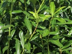 Kirschlorbeer / Lorbeerkirsche 'Caucasica' -Edelrosen Geschaft kirschlorbeer lorbeerkirsche caucasica m002172 w 5