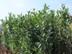 Kirschlorbeer / Lorbeerkirsche 'Caucasica' -Edelrosen Geschaft kirschlorbeer lorbeerkirsche caucasica m002172 w 6