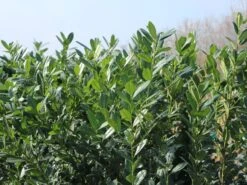 Kirschlorbeer / Lorbeerkirsche 'Caucasica' -Edelrosen Geschaft kirschlorbeer lorbeerkirsche caucasica m002172 w 7