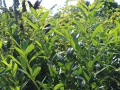 Kirschlorbeer / Lorbeerkirsche 'Caucasica' -Edelrosen Geschaft kirschlorbeer lorbeerkirsche caucasica m002172 w 8