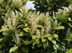 Kirschlorbeer / Lorbeerkirsche 'Caucasica' -Edelrosen Geschaft kirschlorbeer lorbeerkirsche caucasica m002172 w 9