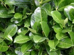 Kirschlorbeer / Lorbeerkirsche 'Etna' ® -Edelrosen Geschaft kirschlorbeer lorbeerkirsche etna m004352 w 2