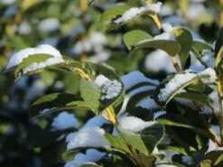 Kirschlorbeer / Lorbeerkirsche 'Etna' ® -Edelrosen Geschaft kirschlorbeer lorbeerkirsche etna m004352 w 4