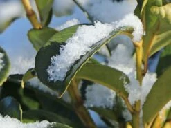 Kirschlorbeer / Lorbeerkirsche 'Etna' ® -Edelrosen Geschaft kirschlorbeer lorbeerkirsche etna m004352 w 5