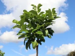 Kirschlorbeer / Lorbeerkirsche 'Etna' ® -Edelrosen Geschaft kirschlorbeer lorbeerkirsche etna m004352 w 6