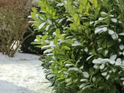 Kirschlorbeer / Lorbeerkirsche 'Etna' ® -Edelrosen Geschaft kirschlorbeer lorbeerkirsche etna m004352 w 8