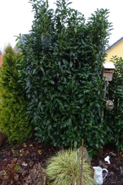 Kirschlorbeer / Lorbeerkirsche 'Genolia' ® -Edelrosen Geschaft kirschlorbeer lorbeerkirsche genolia m012192 456086 0