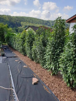 Kirschlorbeer / Lorbeerkirsche 'Genolia' ® -Edelrosen Geschaft kirschlorbeer lorbeerkirsche genolia m012192 844343 0