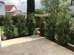 Kirschlorbeer / Lorbeerkirsche 'Genolia' ® -Edelrosen Geschaft kirschlorbeer lorbeerkirsche genolia m012192 877949 0