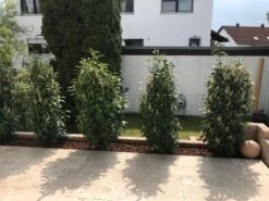 Kirschlorbeer / Lorbeerkirsche 'Genolia' ® -Edelrosen Geschaft kirschlorbeer lorbeerkirsche genolia m012192 877949 1