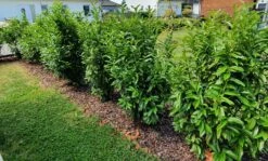 Kirschlorbeer / Lorbeerkirsche 'Genolia' ® -Edelrosen Geschaft kirschlorbeer lorbeerkirsche genolia m012192 985819 0