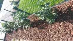 Kirschlorbeer / Lorbeerkirsche 'Genolia' ® -Edelrosen Geschaft kirschlorbeer lorbeerkirsche genolia m012192 985819 3