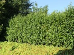 Kirschlorbeer / Lorbeerkirsche 'Genolia' ®