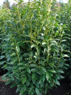 Kirschlorbeer / Lorbeerkirsche 'Genolia' ® -Edelrosen Geschaft kirschlorbeer lorbeerkirsche genolia m012192 w 1