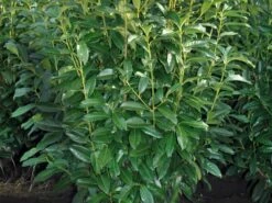 Kirschlorbeer / Lorbeerkirsche 'Genolia' ® -Edelrosen Geschaft kirschlorbeer lorbeerkirsche genolia m012192 w 2