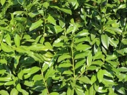 Kirschlorbeer / Lorbeerkirsche 'Genolia' ® -Edelrosen Geschaft kirschlorbeer lorbeerkirsche genolia m012192 w 3