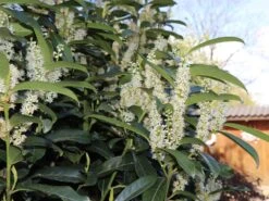 Kirschlorbeer / Lorbeerkirsche 'Genolia' ® -Edelrosen Geschaft kirschlorbeer lorbeerkirsche genolia m012192 w 4