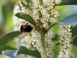 Kirschlorbeer / Lorbeerkirsche 'Genolia' ® -Edelrosen Geschaft kirschlorbeer lorbeerkirsche genolia m012192 w 5