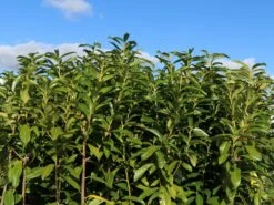 Kirschlorbeer / Lorbeerkirsche 'Genolia' ® -Edelrosen Geschaft kirschlorbeer lorbeerkirsche genolia m012192 w 7