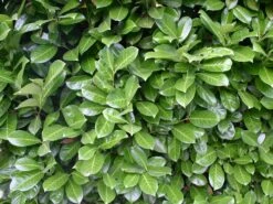 Kirschlorbeer / Lorbeerkirsche 'Rotundifolia' -Edelrosen Geschaft kirschlorbeer lorbeerkirsche rotundifolia m002170 w 0