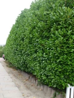 Kirschlorbeer / Lorbeerkirsche 'Rotundifolia' -Edelrosen Geschaft kirschlorbeer lorbeerkirsche rotundifolia m002170 w 2