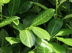 Kirschlorbeer / Lorbeerkirsche 'Rotundifolia' -Edelrosen Geschaft kirschlorbeer lorbeerkirsche rotundifolia m002170 w 3