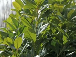 Kirschlorbeer / Lorbeerkirsche 'Rotundifolia' -Edelrosen Geschaft kirschlorbeer lorbeerkirsche rotundifolia m002170 w 4