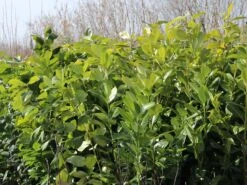 Kirschlorbeer / Lorbeerkirsche 'Rotundifolia' -Edelrosen Geschaft kirschlorbeer lorbeerkirsche rotundifolia m002170 w 5