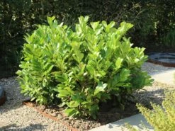 Kirschlorbeer / Lorbeerkirsche 'Rotundifolia' -Edelrosen Geschaft kirschlorbeer lorbeerkirsche rotundifolia m002170 w 6