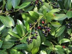 Kirschlorbeer / Lorbeerkirsche 'Rotundifolia' -Edelrosen Geschaft kirschlorbeer lorbeerkirsche rotundifolia m002170 w 8