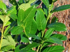 Kirschlorbeer 'Novita' -Edelrosen Geschaft kirschlorbeer novita m012650 w 0