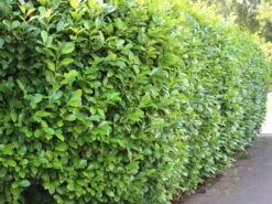 Kirschlorbeer 'Novita'