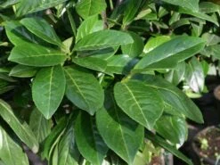 Kirschlorbeer 'Novita' -Edelrosen Geschaft kirschlorbeer novitas m012650 w 0