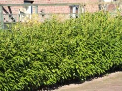 Kirschlorbeer 'Novita' -Edelrosen Geschaft kirschlorbeer novitas m012650 w 4