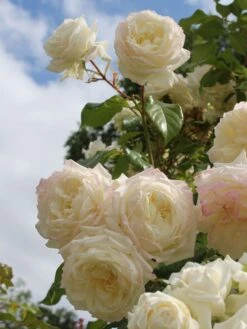 Kletterrose 'Alaska' ® -Edelrosen Geschaft kletterrose alaska m099207 w 0