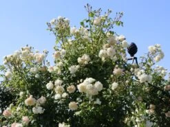 Kletterrose 'Alaska' ® -Edelrosen Geschaft kletterrose alaska m099207 w 2