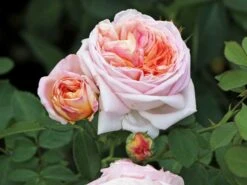 Kletterrose 'Alchymist' -Edelrosen Geschaft kletterrose alchymist m003508 w 0