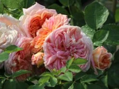 Kletterrose 'Alchymist' -Edelrosen Geschaft kletterrose alchymist m003508 w 3