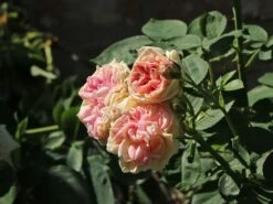 Kletterrose 'Alchymist' -Edelrosen Geschaft kletterrose alchymist m003508 w 4
