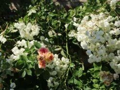 Kletterrose 'Alchymist' -Edelrosen Geschaft kletterrose alchymist m003508 w 5
