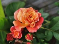 Kletterrose 'Aloha' ® 26 Kletterrose 'Aloha' ® -Edelrosen Geschaft kletterrose aloha m003510 1016145 0